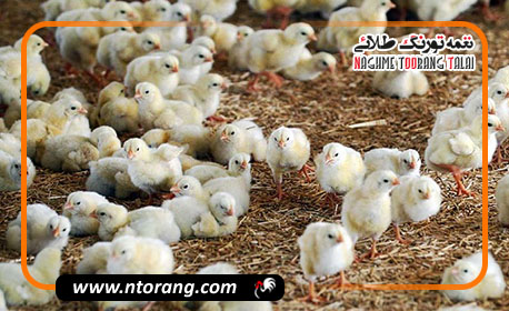 تداوم جوجه‌ریزی ۱۵۰ میلیون قطعه‌ای در کشور